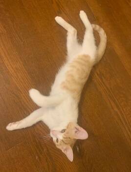 Arlo -  Domestic Short Hair Cat for Adoption in Camp Hill, Pennsylvania - Arlo | PetCurious