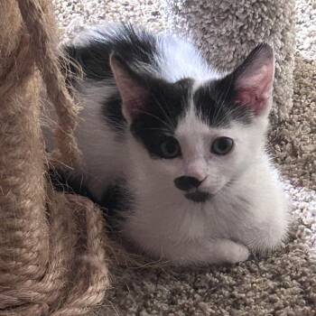 Naname -  Domestic Medium Hair Cat for Adoption in Carmel, Indiana - Naname | PetCurious
