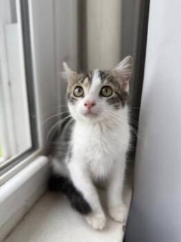 Rescue Domestic Short Hair Cats for Adoption in Berwick, Pennsylvania - Toyotathon | PetCurious