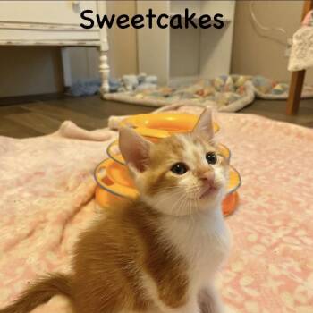 Sweet cakes -  Domestic Short Hair Cat for Adoption in Bentonville, Arkansas - Sweet Cakes | PetCurious