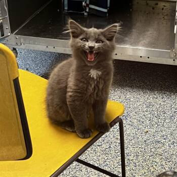 Boo -  Domestic Short Hair Cat for Adoption in Port Townsend, Washington - Boo | PetCurious