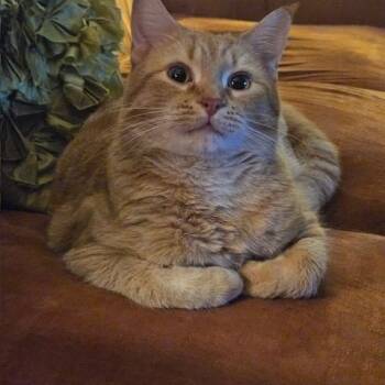 Rescue Tabby Cats for Adoption in New York, New York - Murphy | PetCurious