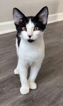 Rescue Domestic Short Hair Cats for Adoption in Milton, Georgia - Chicken Nugget | PetCurious