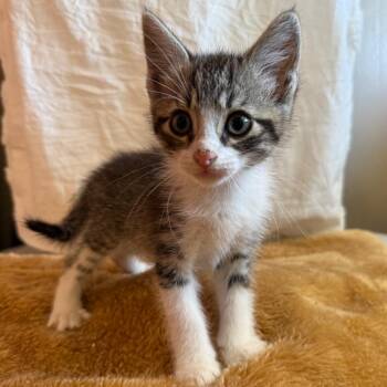Frost -  Domestic Short Hair Cat for Adoption in Stephenville, Texas - Frost | PetCurious