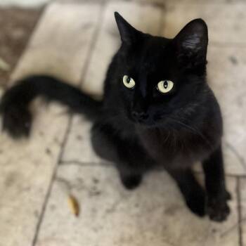 Chelsea -  Domestic Medium Hair Cat for Adoption in Tempe, Arizona - Chelsea | PetCurious