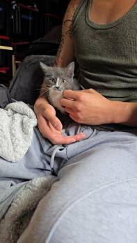 Daisy Duck -  Domestic Short Hair Cat for Adoption in Pacifica, California - Daisy Duck | PetCurious