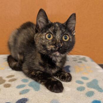 Meeko -  Domestic Short Hair Cat for Adoption in Rochester, Minnesota - Meeko | PetCurious