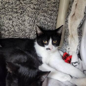 Elmer -  Domestic Short Hair Cat for Adoption in Walker, Michigan - Elmer | PetCurious