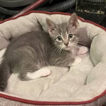 Rescue Domestic Short Hair Cats for Adoption in Springboro, Ohio - Seth | PetCurious
