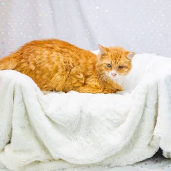 Rescue Domestic Medium Hair Cats for Adoption in East St. Louis, Illinois - Wazowski- C | PetCurious
