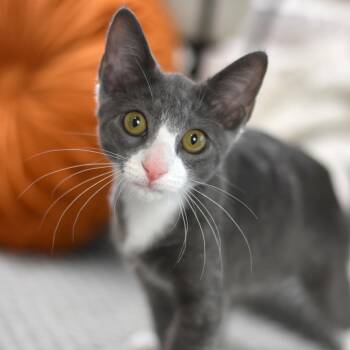 Rescue Domestic Short Hair Cats for Adoption in Conroe, Texas - Mochi (Sweet And Savory Duo) | PetCurious