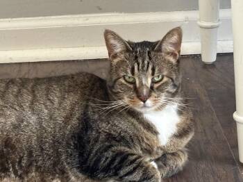 Bengal Cats Available for Adoption - Lucy | PetCurious