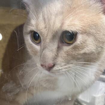 rayray -  Domestic Short Hair Cat for Adoption in Philadelphia, Pennsylvania - Rayray | PetCurious