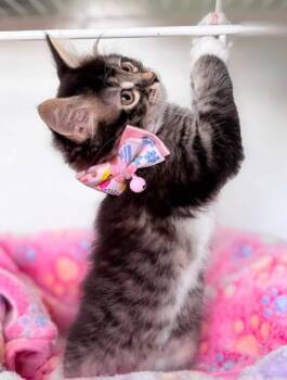 Boba -  Domestic Medium Hair Cat for Adoption in Kansas City, Missouri - Boba | PetCurious