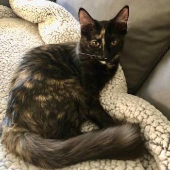 Rescue Domestic Medium Hair Cats for Adoption in Stockton, California - Lyra INDOOR ONLY | PetCurious