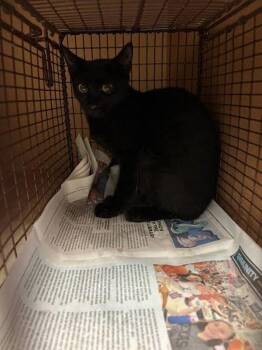 Rito -  Domestic Short Hair Cat for Adoption in Austin, Texas - Rito | PetCurious