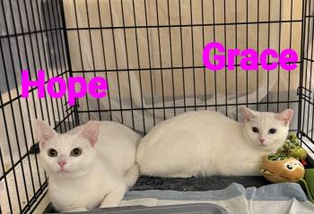Hope -  American Shorthair Cat for Adoption in Mount Pleasant, South Carolina - Hope | PetCurious