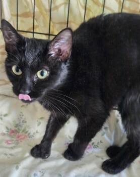 Tara -  Domestic Short Hair Cat for Adoption in Windsor, Connecticut - Tara | PetCurious