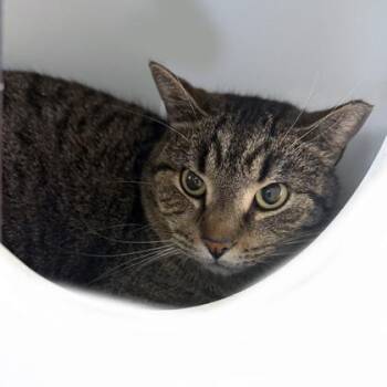 Domestic Short Hair Cats Available for Adoption - Avocado | PetCurious