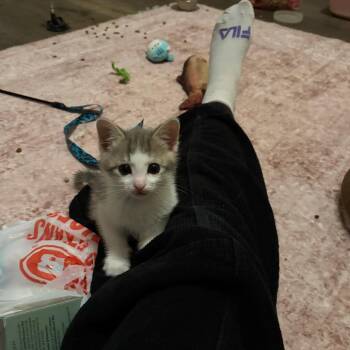 Domestic Short Hair Cats Available for Adoption in Austin, Texas - Drip Pattern 4 | PetCurious