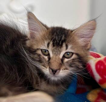 Moose -  Domestic Long Hair Cat for Adoption in Seattle, Washington - Moose | PetCurious