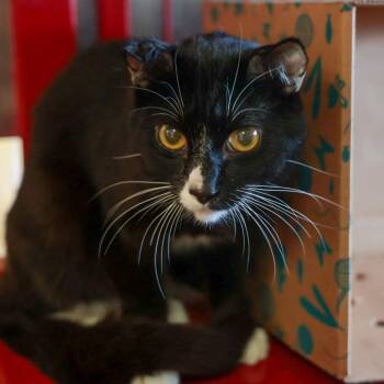Darby -  Domestic Short Hair Cat for Adoption in Goleta, California - Darby | PetCurious