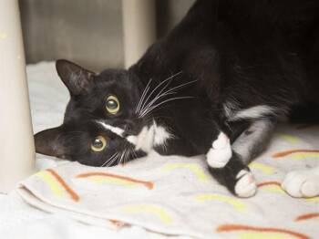 FRANCO -  Domestic Short Hair Cat for Adoption in Phoenix, Arizona - FRANCO | PetCurious