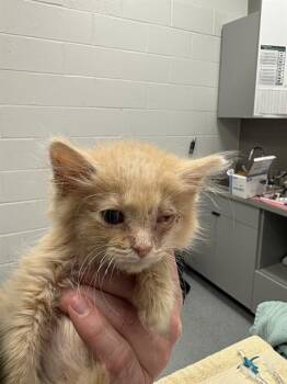 SANDMAN -  Domestic Short Hair Cat for Adoption in Indianapolis, Indiana - SANDMAN | PetCurious
