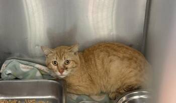 Domestic Short Hair Cats Available for Adoption in Mobile, Alabama - Samson | PetCurious