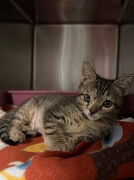 Ted -  Domestic Short Hair Cat for Adoption in Ocala, Florida - Ted | PetCurious