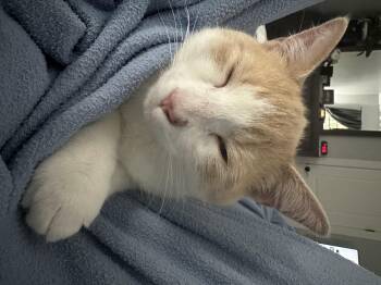 Domestic Short Hair Cats Available for Adoption - Calvin | PetCurious