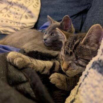 Rescue Domestic Short Hair Cats for Adoption in Evanston, Illinois - Moonbeam | PetCurious