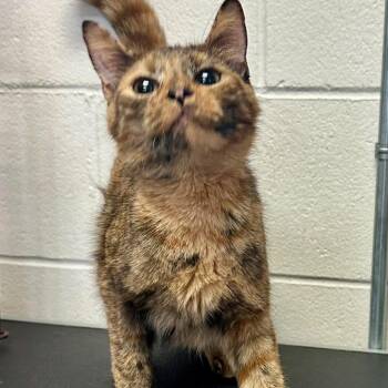 Domestic Short Hair Cats Available for Adoption - Twilight C10820 | PetCurious