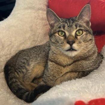 Domestic Short Hair Cats Available for Adoption - Boogie | PetCurious