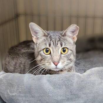 Rescue Domestic Short Hair Cats for Adoption in West Jefferson, Ohio - Tippy | PetCurious