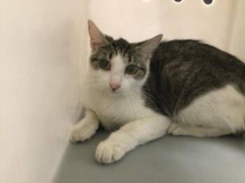 PRIMM -  Domestic Short Hair Cat for Adoption in Thousand Palms, California - PRIMM | PetCurious
