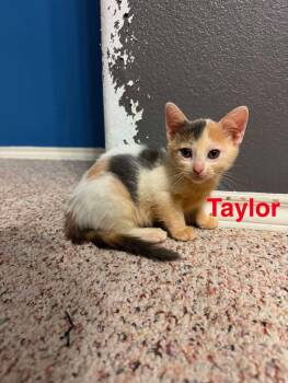 Taylor -  American Shorthair Cat for Adoption in Mount Pleasant, Texas - Taylor | PetCurious