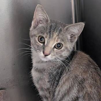Tabitha -  Domestic Short Hair Cat for Adoption in Reisterstown, Maryland - Tabitha | PetCurious