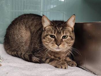 Domestic Short Hair Cats Available for Adoption in Trenton, Maine - Myrtle | PetCurious