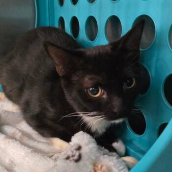 Summer -  Domestic Short Hair Cat for Adoption in Williston, Florida - Summer | PetCurious
