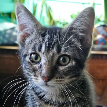 Rescue Domestic Short Hair Cats for Adoption in Grinnell, Iowa - Ludo | PetCurious