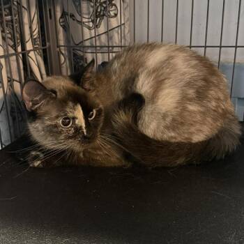 Persian and Siamese Cats Available for Adoption in Saugerties, New York - Stripe | PetCurious