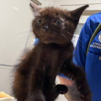 SAS-A-91185 -  Domestic Short Hair Cat for Adoption in Milton, Florida - SAS-A-91185 | PetCurious