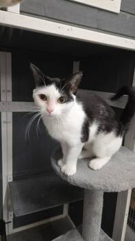 Jellybean -  Domestic Short Hair and Extra Toes Cat Hemingway Polydactyl Cat Available for Adoption in Hartville, Ohio - Jellybean | PetCurious