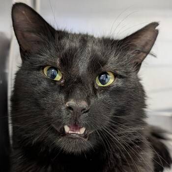 Fortune -  Domestic Medium Hair Cat for Adoption in Kennebunk, Maine - Fortune | PetCurious