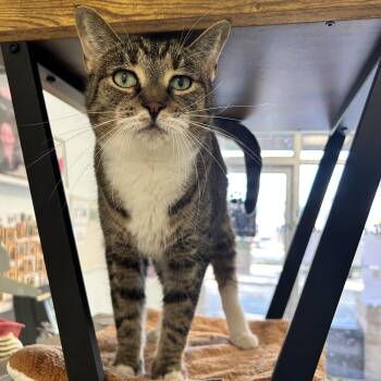 Snuggles -  Tabby Cat for Adoption in Grand Rapids, Michigan - Snuggles | PetCurious