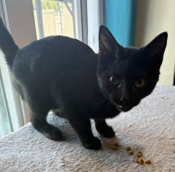 Onyx -  Domestic Short Hair Cat for Adoption in Paducah, Kentucky - Onyx | PetCurious