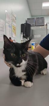 Mae -  Domestic Short Hair Cat for Adoption in Athens, Tennessee - Mae | PetCurious