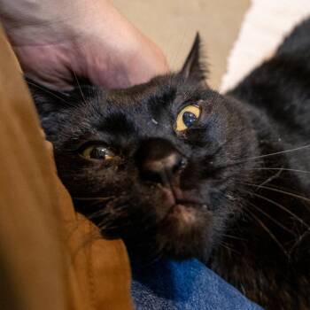 Adriyel -  Domestic Short Hair Cat for Adoption in Baltimore, Maryland - Adriyel | PetCurious