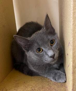 Konnor -  Domestic Short Hair Cat for Adoption in Spring Brook, New York - Konnor | PetCurious